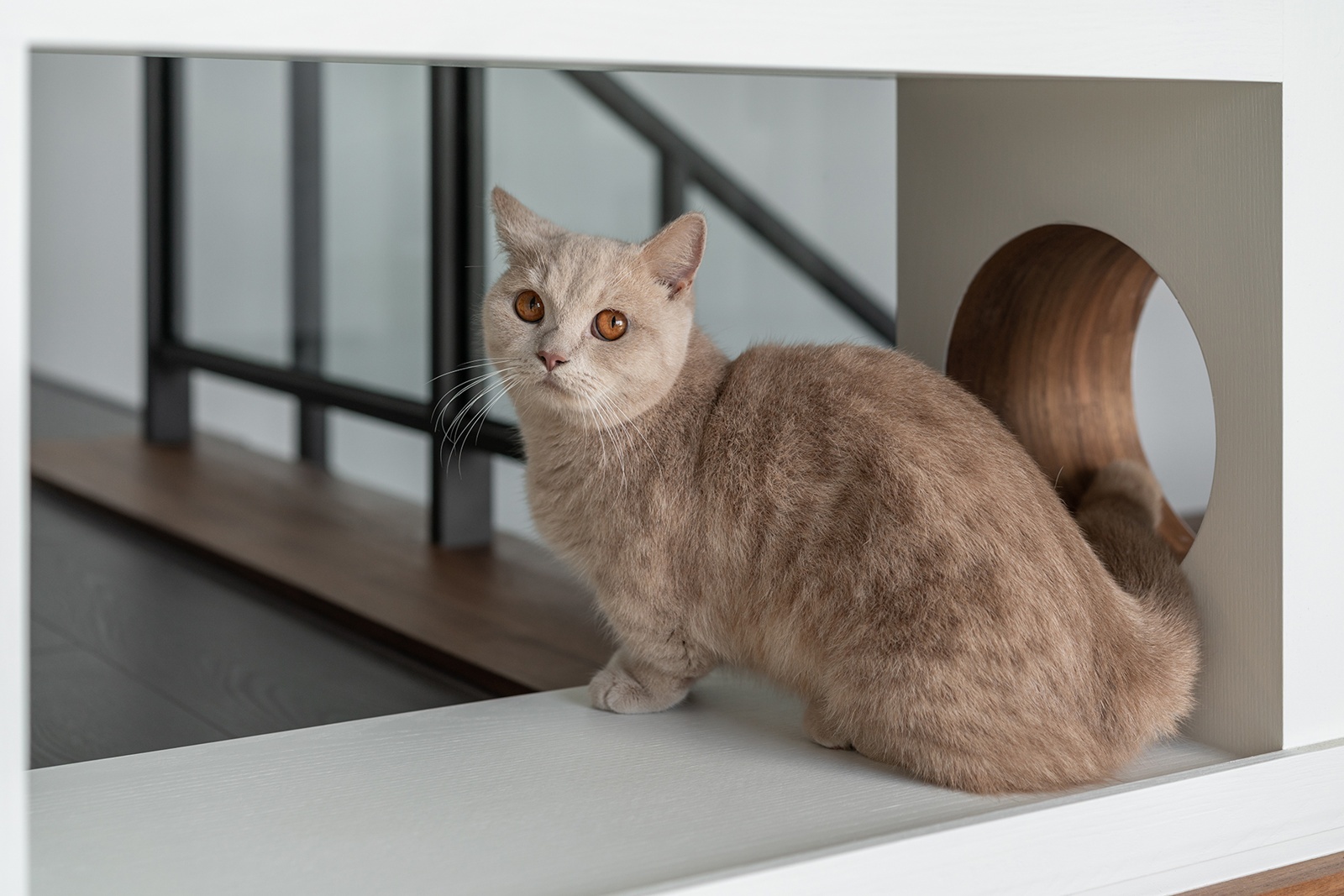 百大城市設計獎 | 花境如詩 | 艸田李室內裝修設計 DECO TV 室內設計平台 6