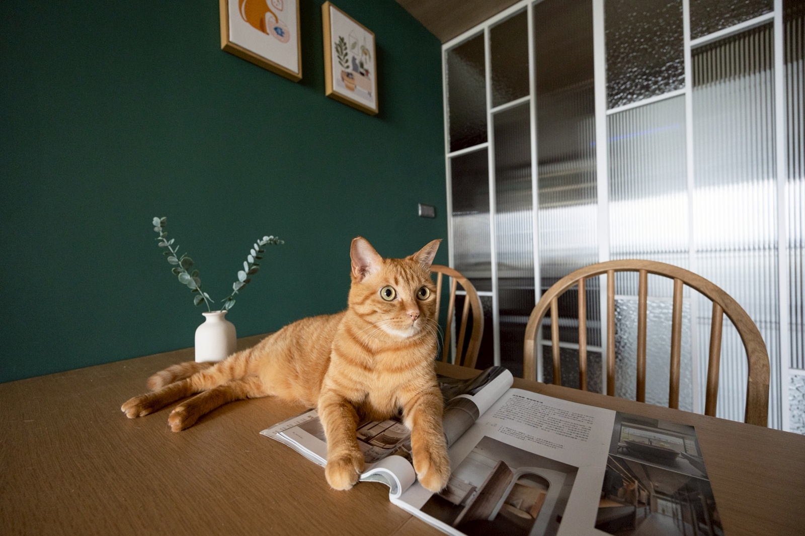 墨綠與柔木光影，貓步跳躍的溫暖居所 DECOTV 室內設計網路平台 5