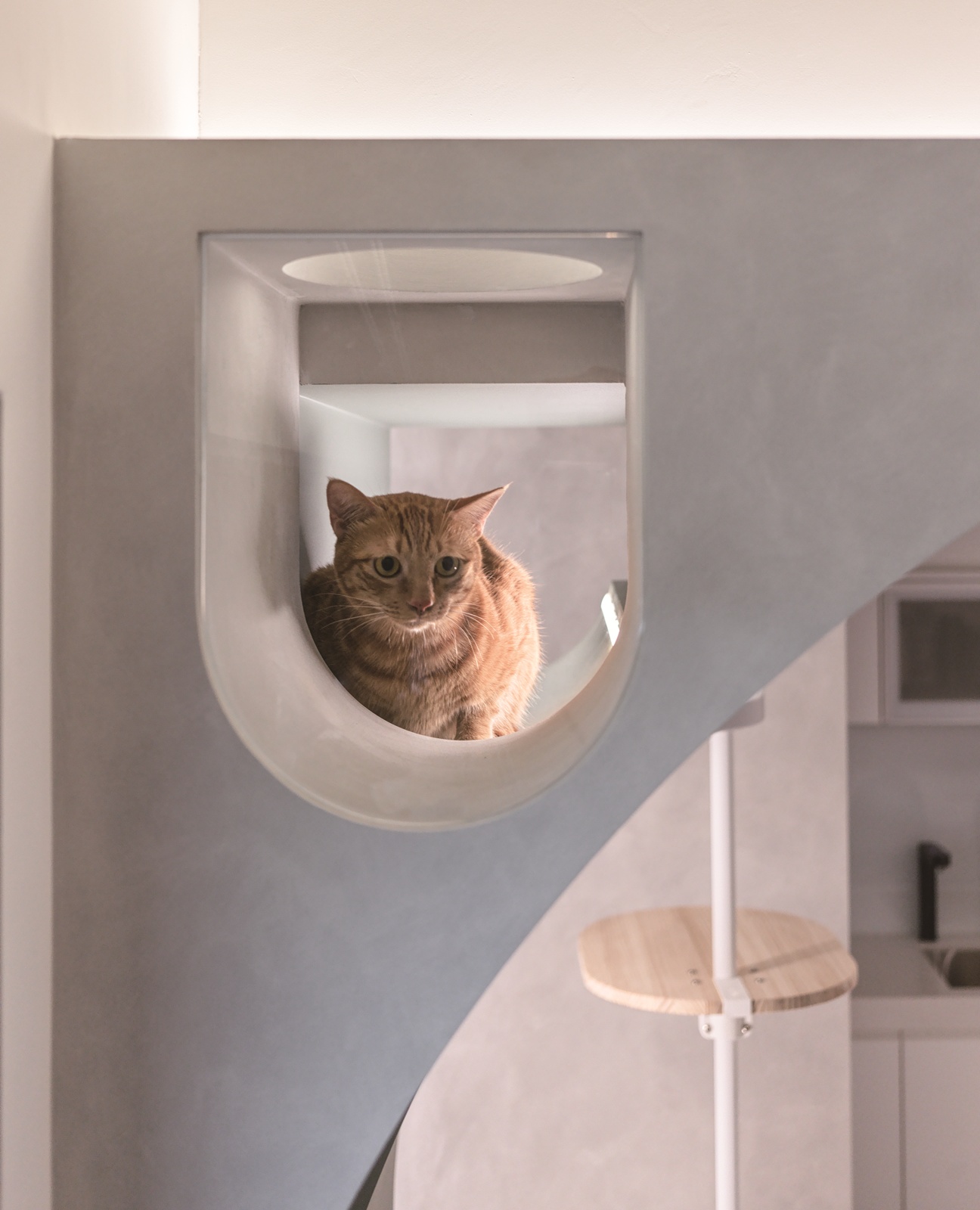 人貓之嶼 ｜ 逸喬室內設計 DECO TV 室內設計平台4