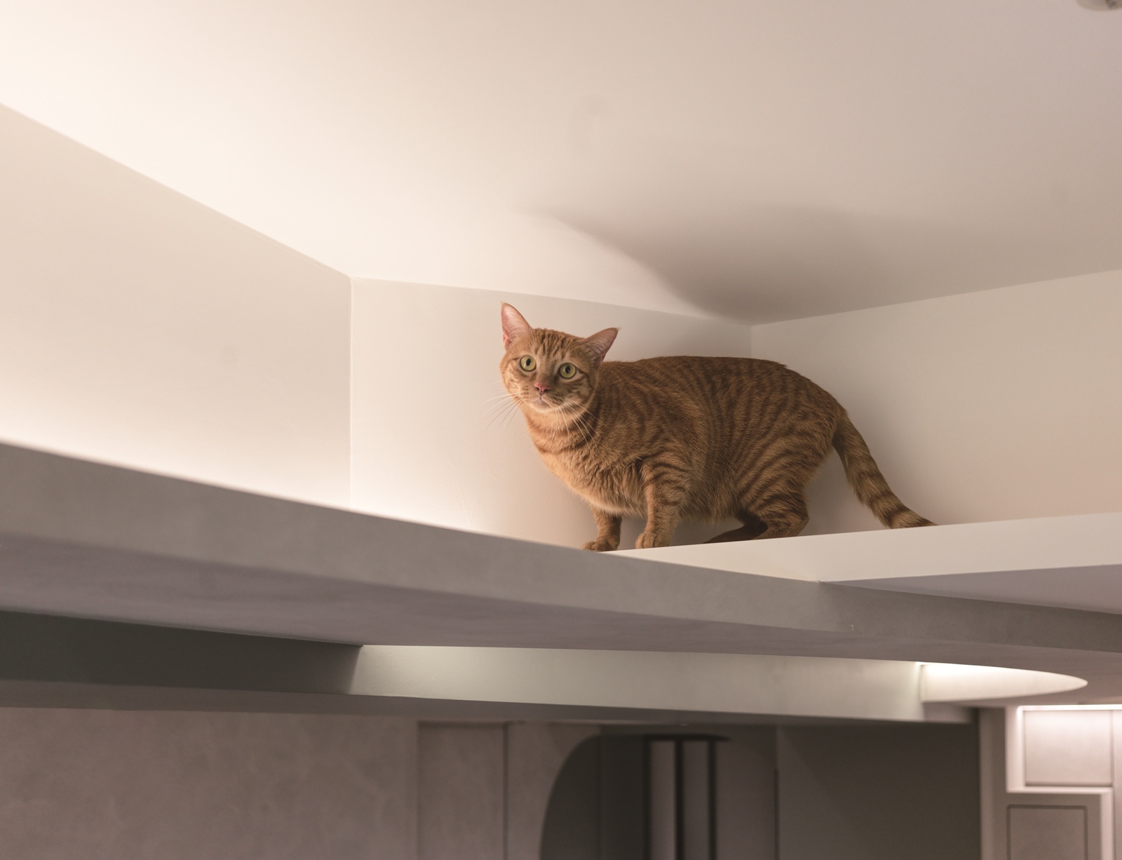 人貓之嶼 ｜ 逸喬室內設計 DECO TV 室內設計平台7